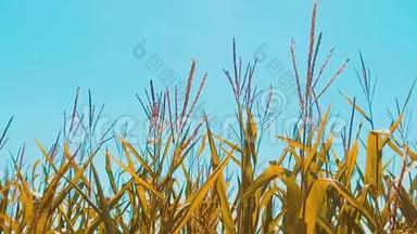 有机玉米田干熟玉米的农业。 概念玉米收获农业天然产品生活方式